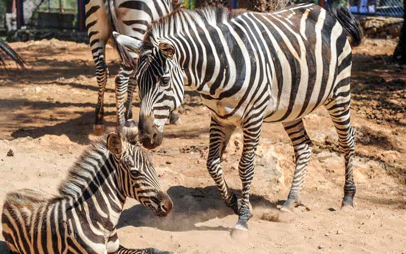 antalya hayvanat bahçesi